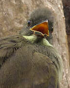 Bulbul à moustaches jaunes