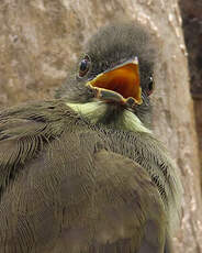 Bulbul à moustaches jaunes