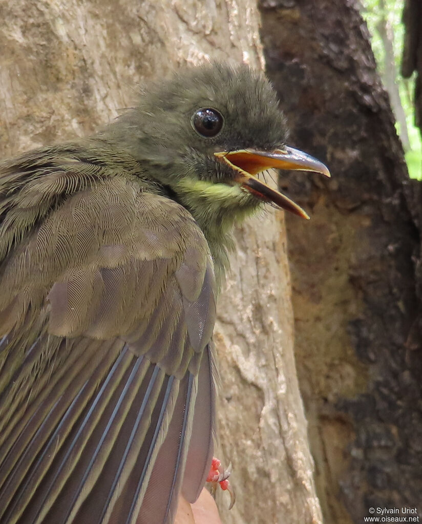 Bulbul à moustaches jaunesadulte