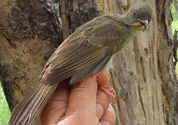 Bulbul à moustaches jaunes