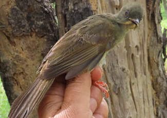 Bulbul à moustaches jaunes