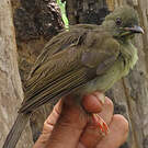 Bulbul à moustaches jaunes