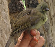 Bulbul à moustaches jaunes