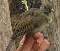 Bulbul à moustaches jaunes