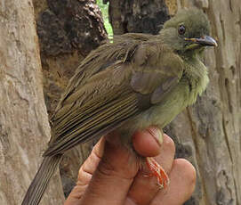 Bulbul à moustaches jaunes
