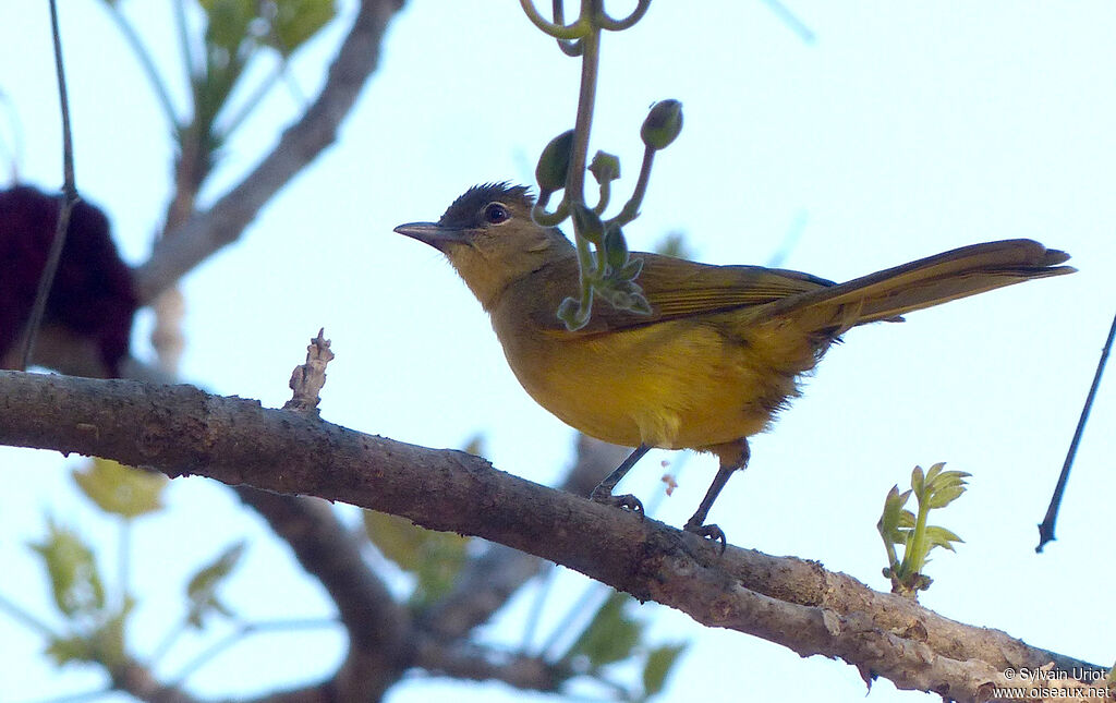 Bulbul à poitrine jaune