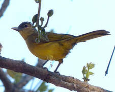 Yellow-bellied Greenbul