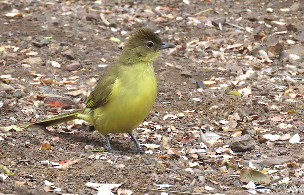 Bulbul à poitrine jauneadulte