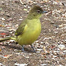 Bulbul à poitrine jaune