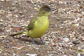 Yellow-bellied Greenbul