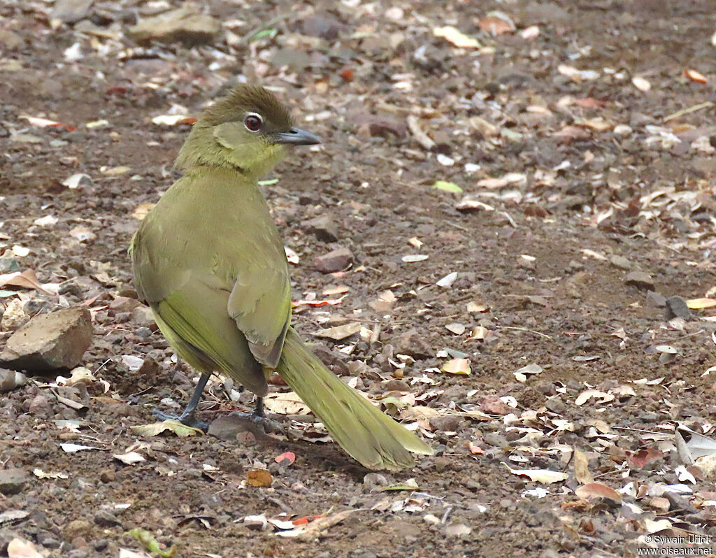 Bulbul à poitrine jauneadulte