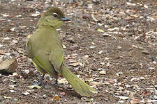 Bulbul à poitrine jaune