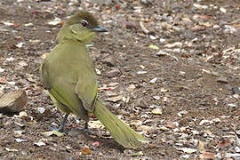 Bulbul à poitrine jaune