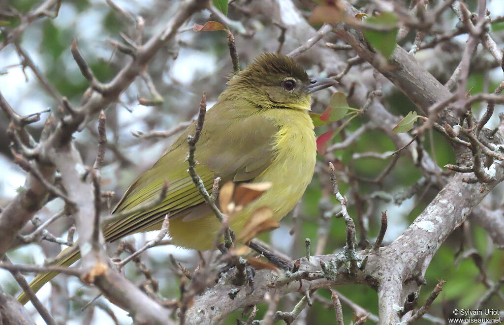 Bulbul à poitrine jauneadulte