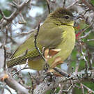 Bulbul à poitrine jaune