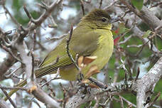 Bulbul à poitrine jaune