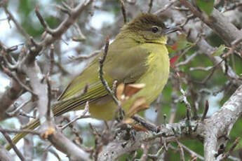 Bulbul à poitrine jaune