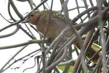 Bulbul à tête brune