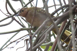 Bulbul à tête brune