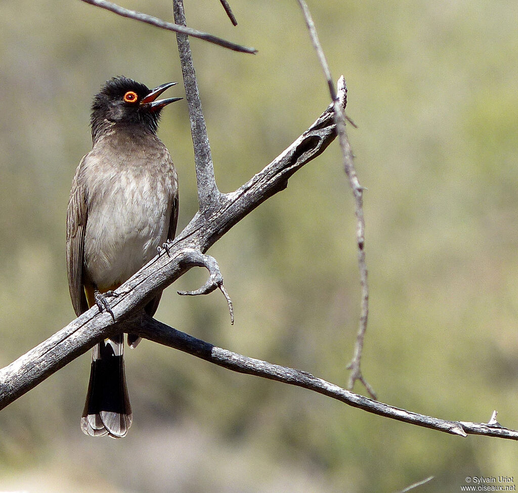 African Red-eyed Bulbul