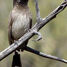 Bulbul brunoir