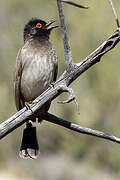 African Red-eyed Bulbul