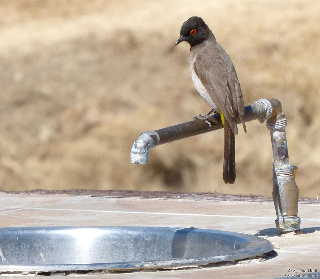 African Red-eyed Bulbul