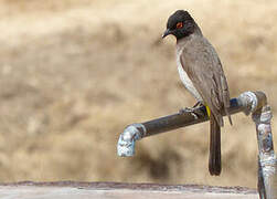 African Red-eyed Bulbul