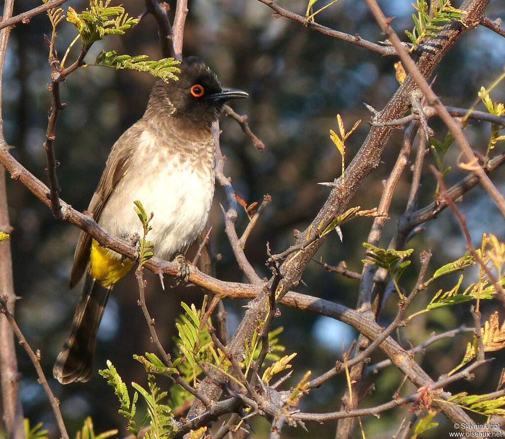 African Red-eyed Bulbul