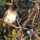 Bulbul brunoir