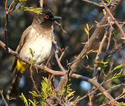 Bulbul brunoir