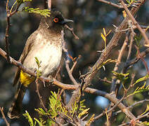 African Red-eyed Bulbul