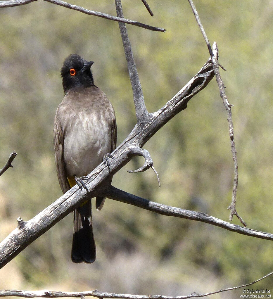 African Red-eyed Bulbul