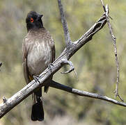 African Red-eyed Bulbul