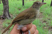 Bulbul de Baumann