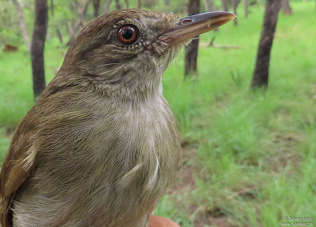 Bulbul de Baumannadulte
