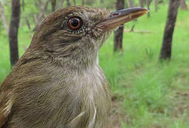 Bulbul de Baumann