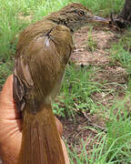 Bulbul de Baumann