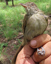 Bulbul de Baumann