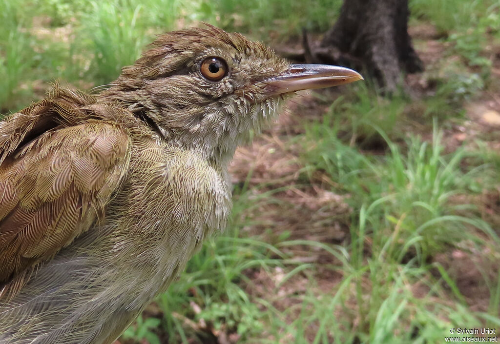 Bulbul de Baumannadulte