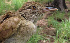 Bulbul de Baumann