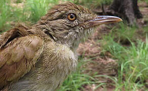 Bulbul de Baumann