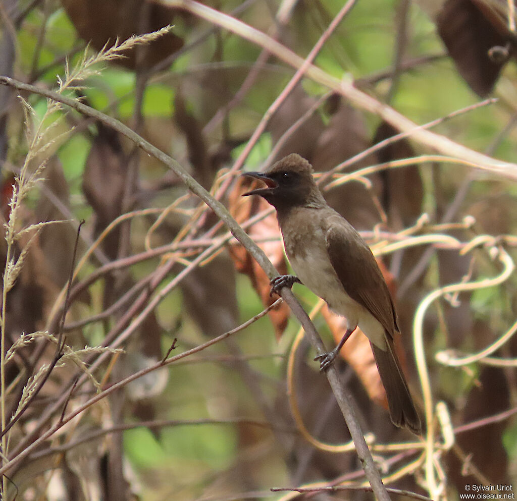 Bulbul des jardinsadulte