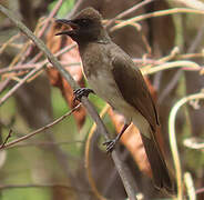 Bulbul des jardins