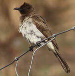 Bulbul des jardins