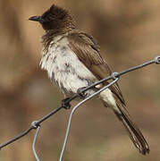 Bulbul des jardins
