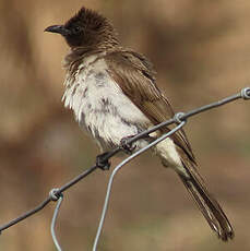 Bulbul des jardins
