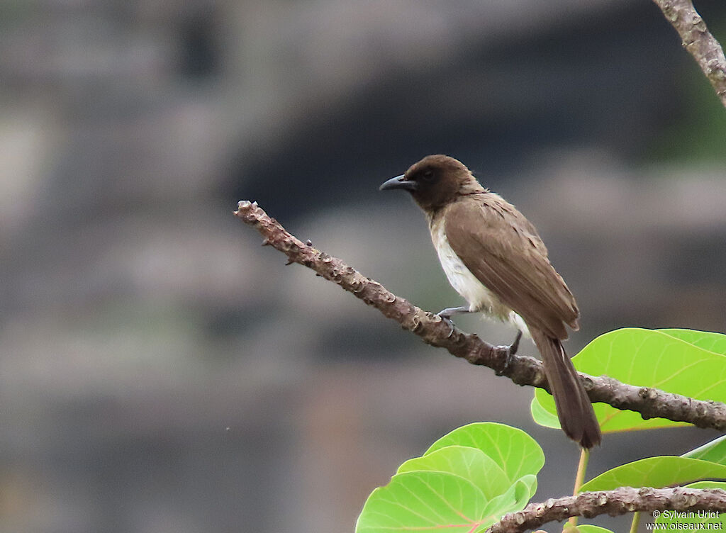 Common Bulbuladult