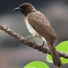 Bulbul des jardins