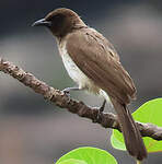 Bulbul des jardins